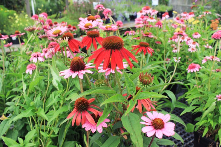 LRN_Coneflower