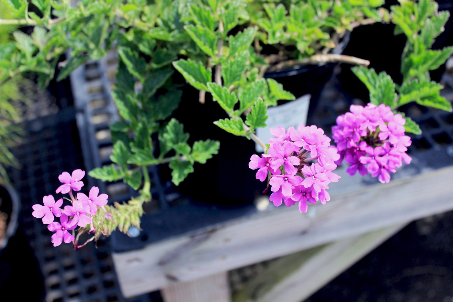 Eyes On You Photography | MartaGirdwood.com